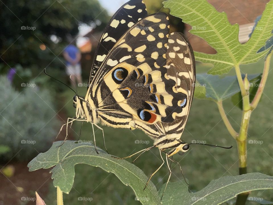 Butterlfies having fun