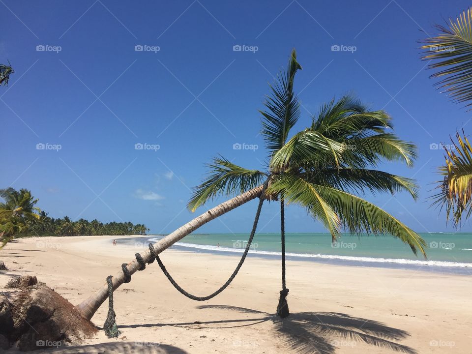 Paradise, Sky and Coconut at Ipioca Beach in Maceió, Alagoas, Brazil
