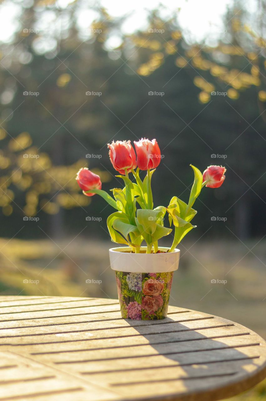 Tulips in the pot