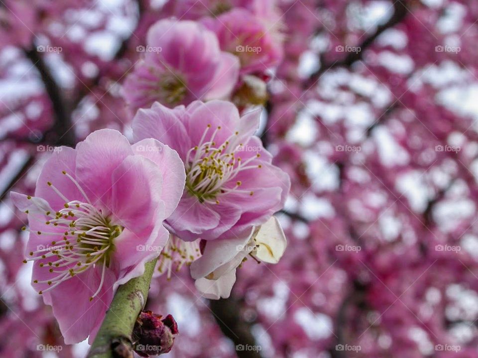 Sakura