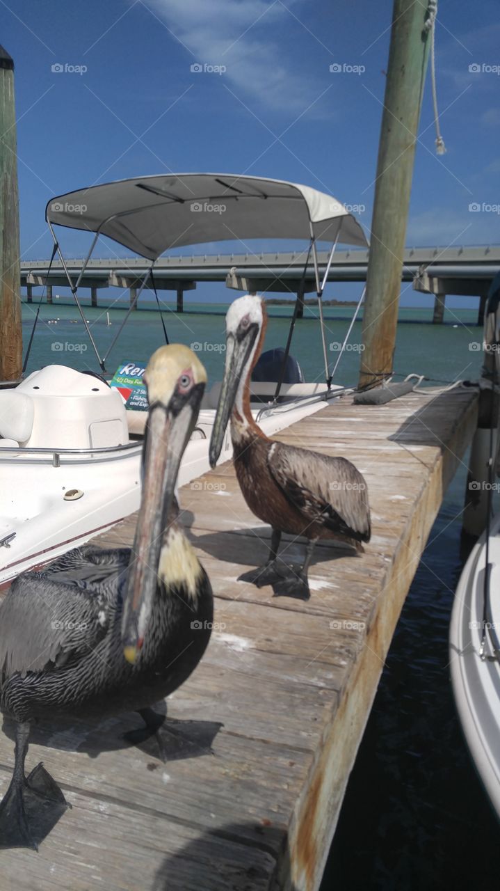 pelicans waiting for an opportuni