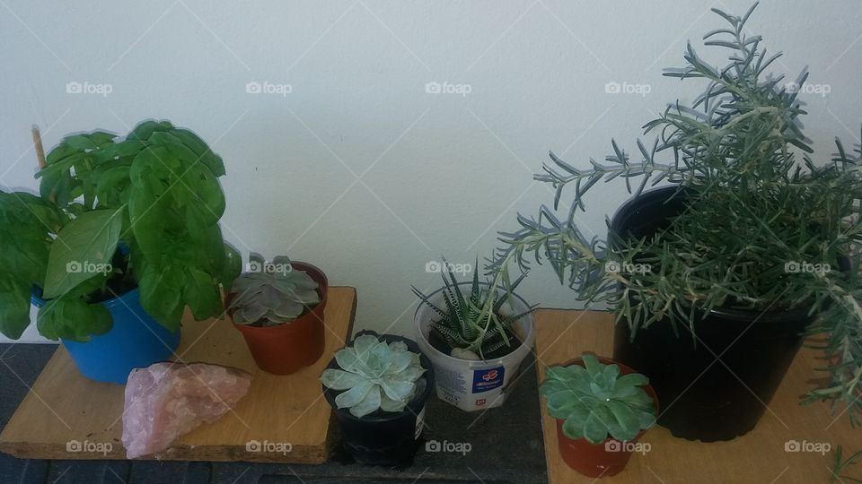 herbs and cute plants