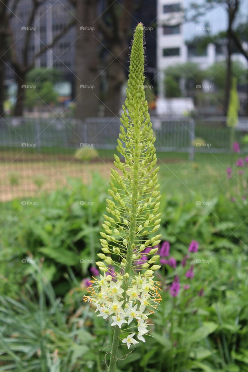 Nature, No Person, Flower, Summer, Outdoors