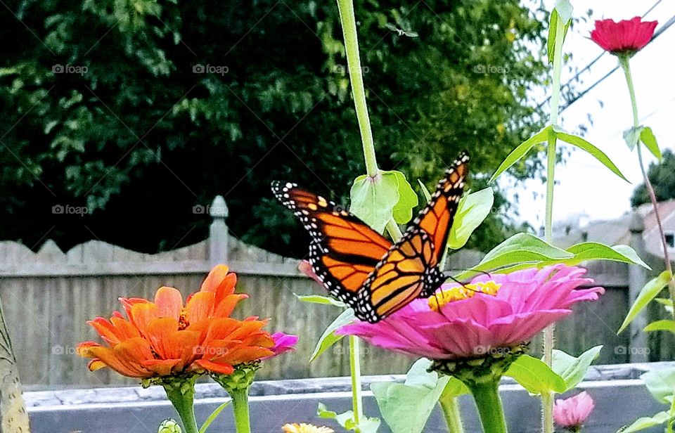 Monarch Butterfly with flowers in tomatoe garden