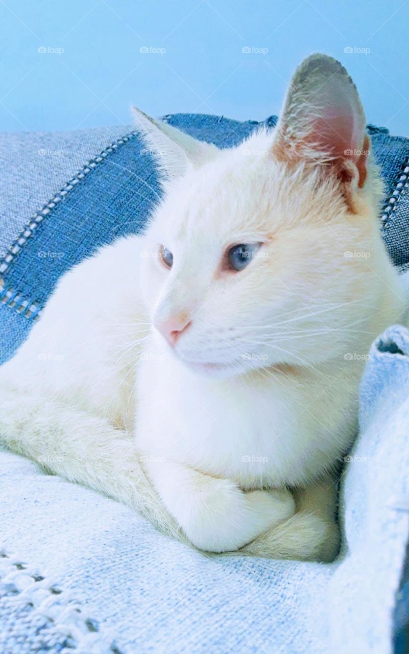 white cat