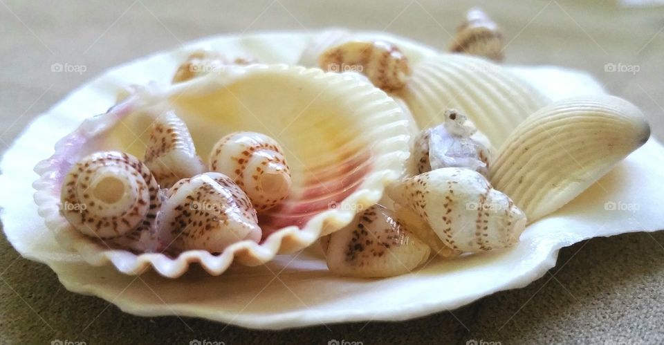 Seashells in white plate