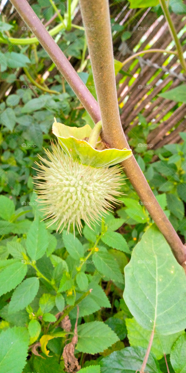 Métel_Datura innoxia