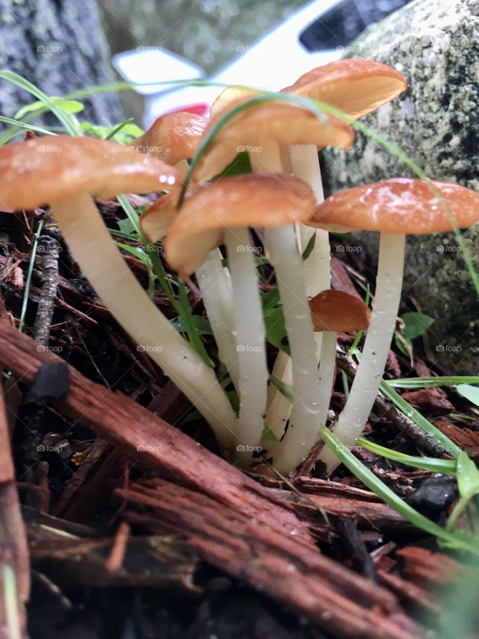 Group of fungi mushrooms 🍄