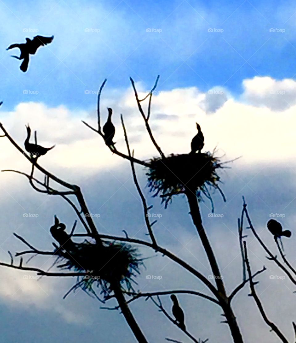 Cormorants nesting