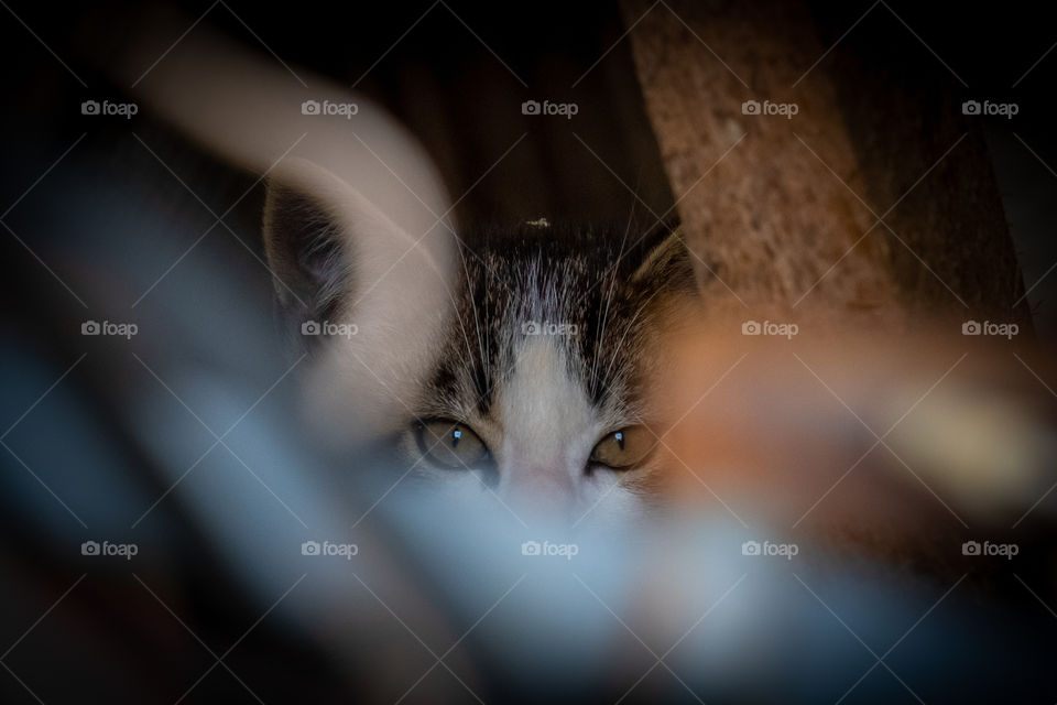 A cautious but cute little feral kitten peers through some rubble. 