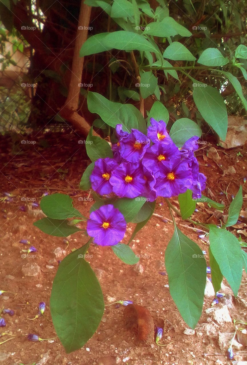 Bouquet of exotic purple small flowers
hanging on branch with green leaves
in closeup in tropical garden in fall season