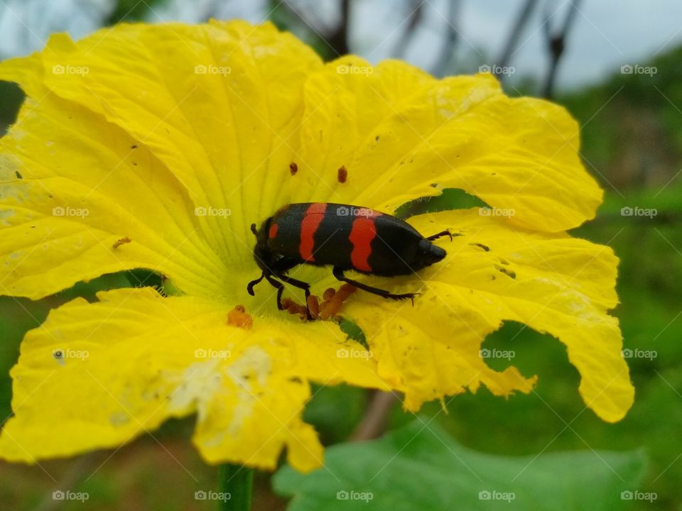 yellow glower on bug