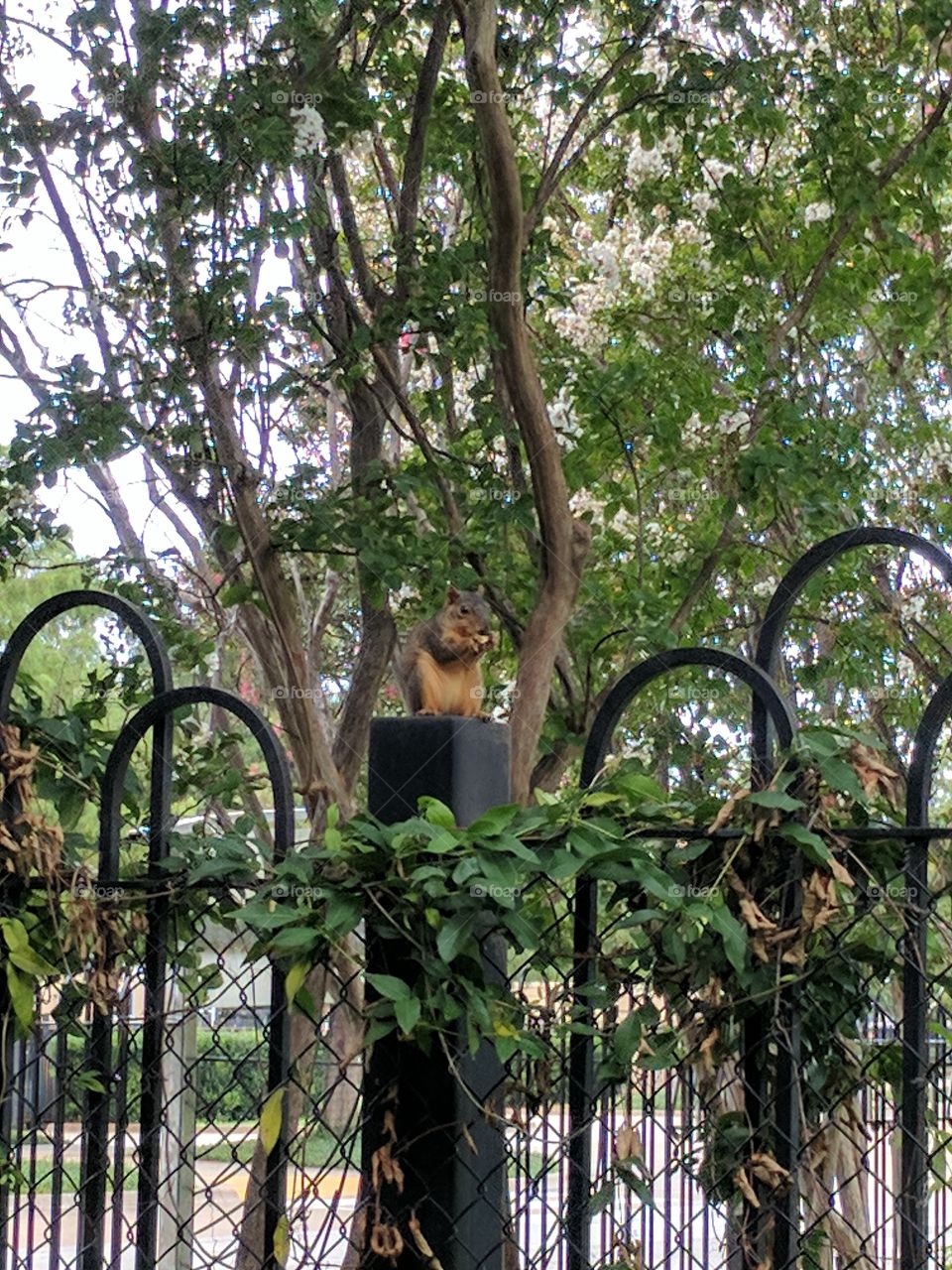 squirrel having lunch