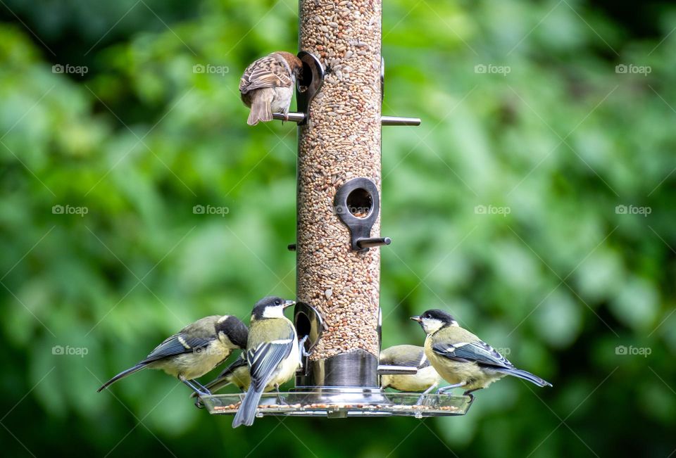 Birds at bird feeder