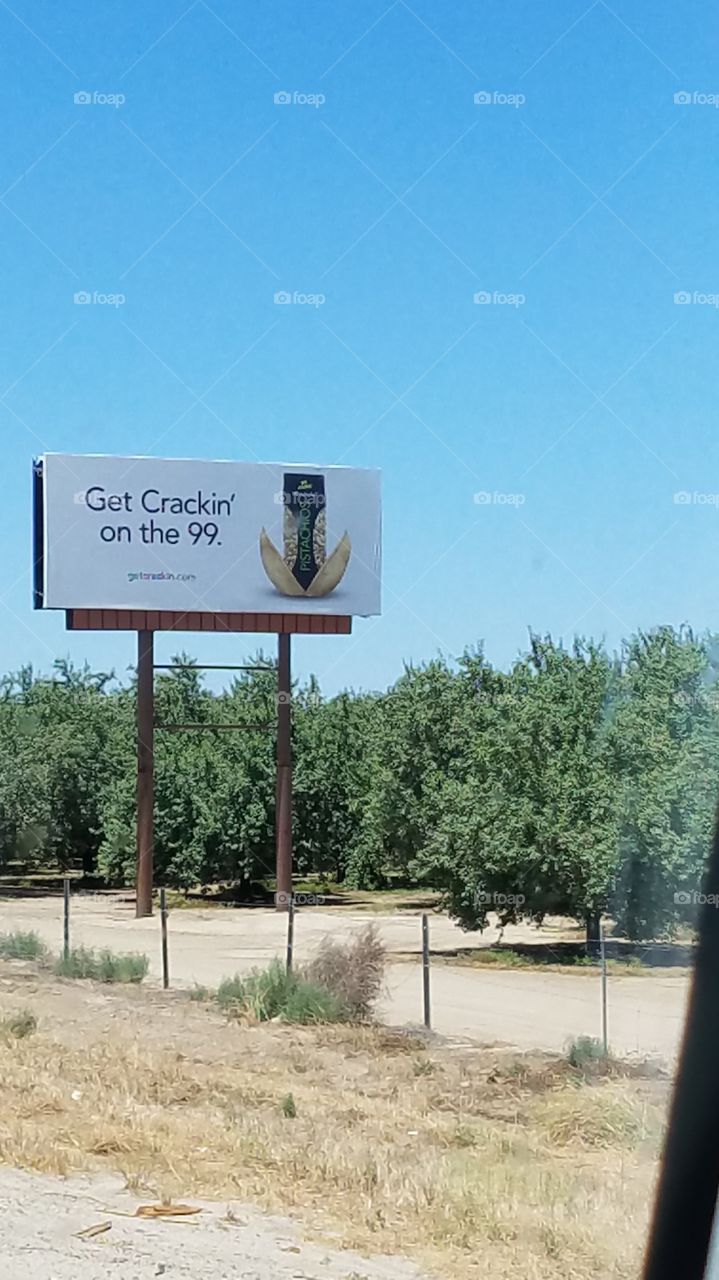 right beside the pistachio trees. or are those almond trees?