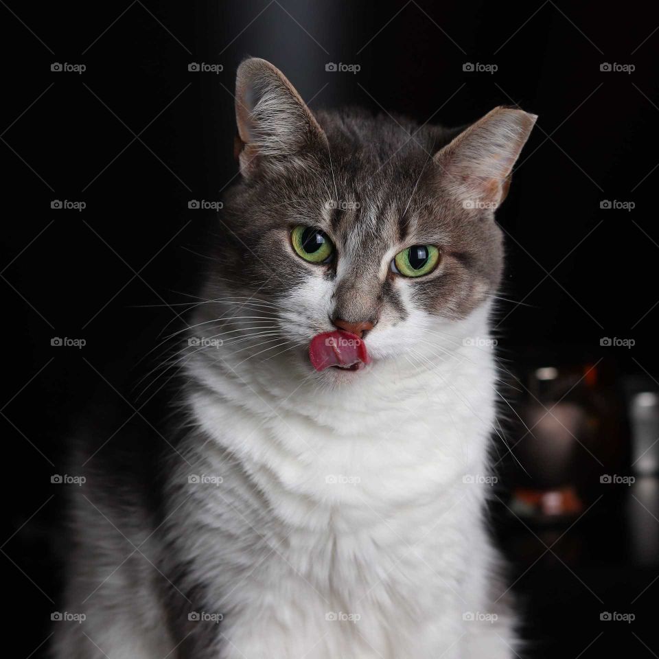 Portrait of Gray and White Domestic Cat Licking her Chops