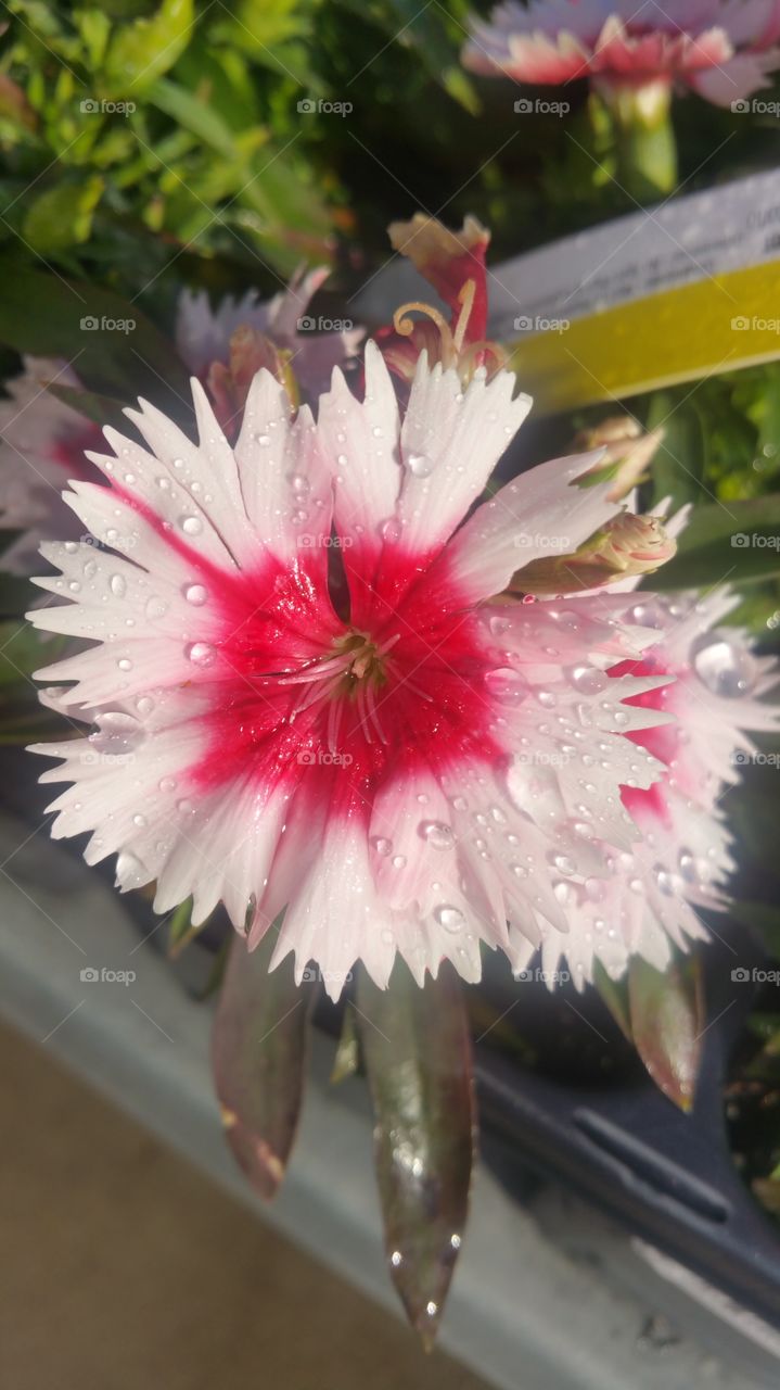 Pretty Flower with Rain Drops