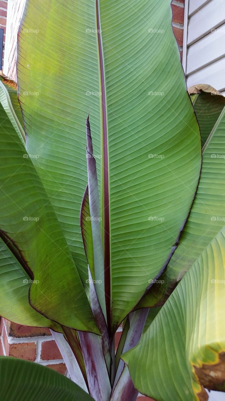 red banana leaf