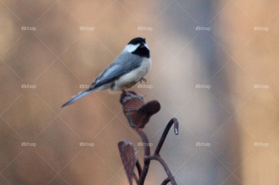 Chickadee Closeup