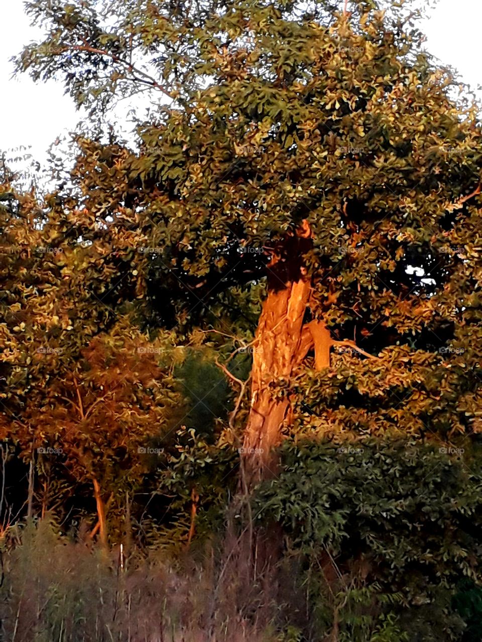 trees around us  - sunlit old pine tree at golden hour