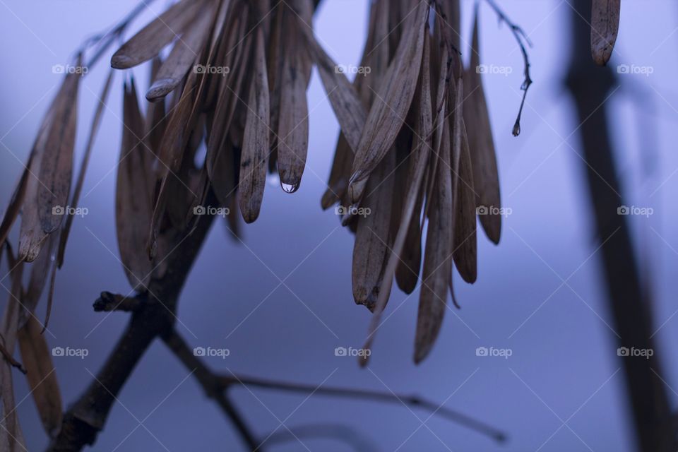 The branch with a drop of water