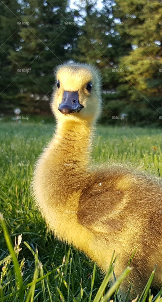 looking giraffe like Gosling