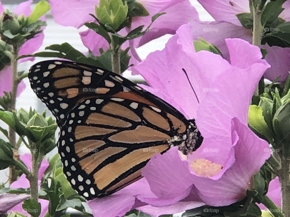 Monarch butterfly on Rose of Sharon 