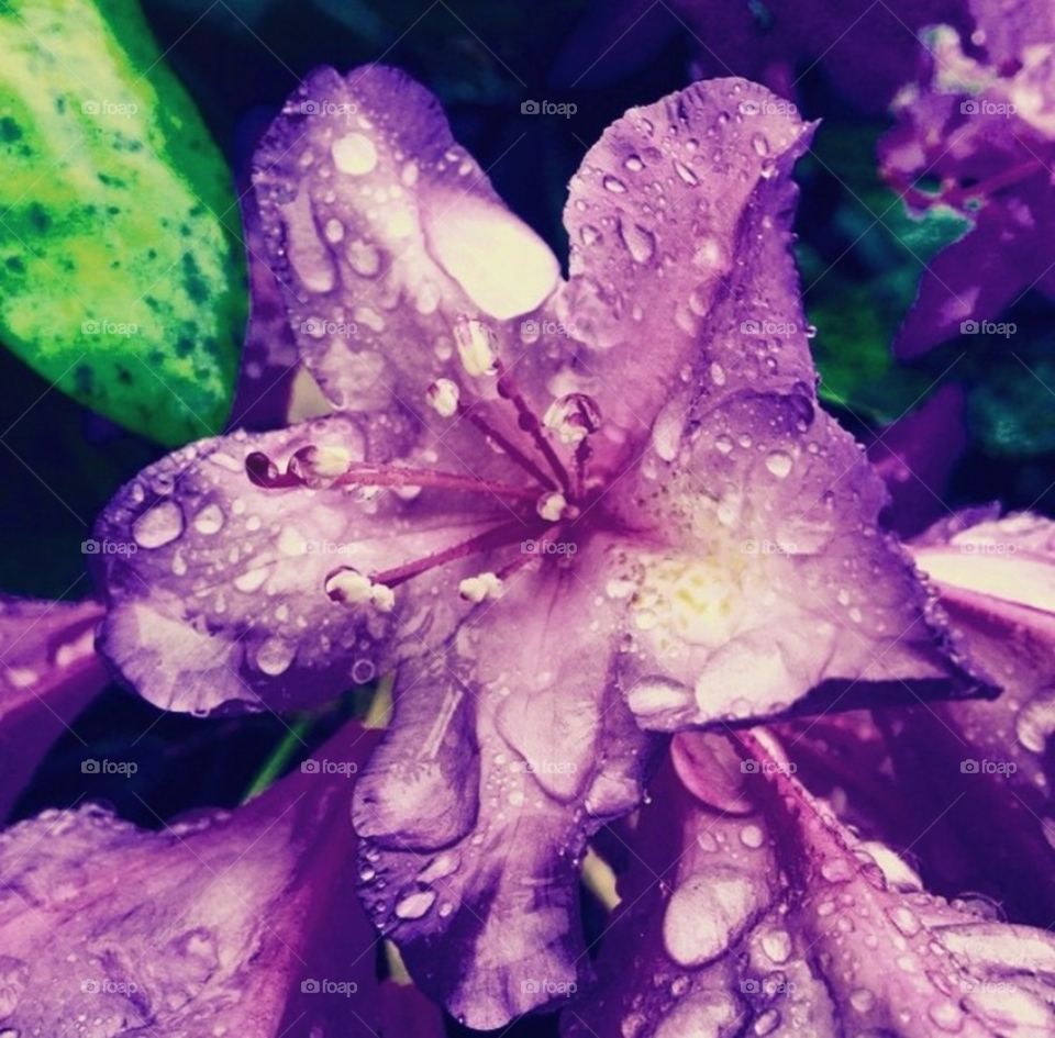 Wet flower.