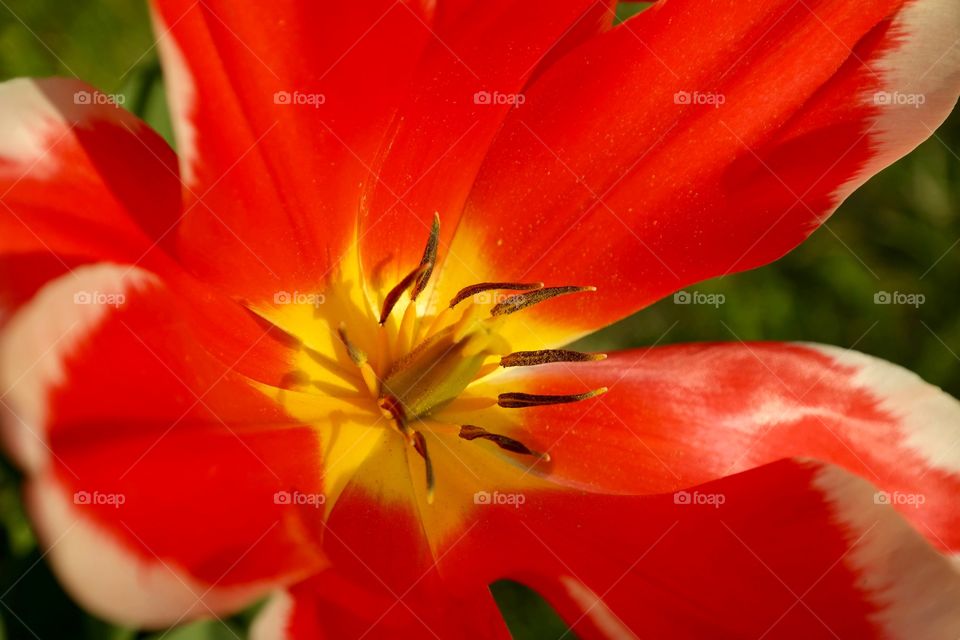 Red flower detail