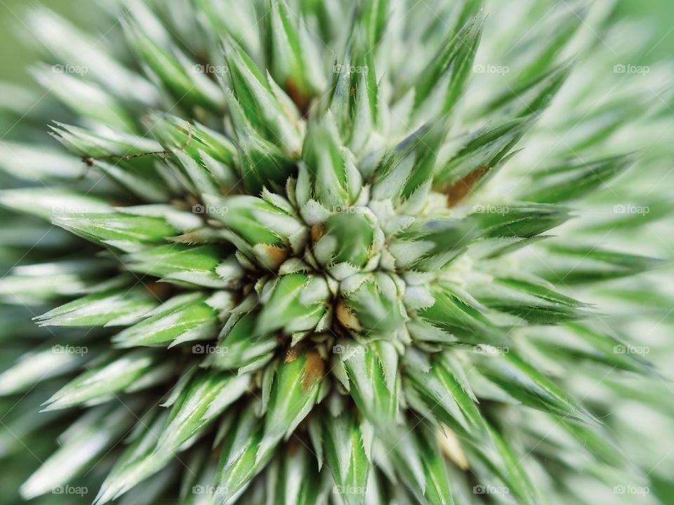 Extreme close up of globe thistle