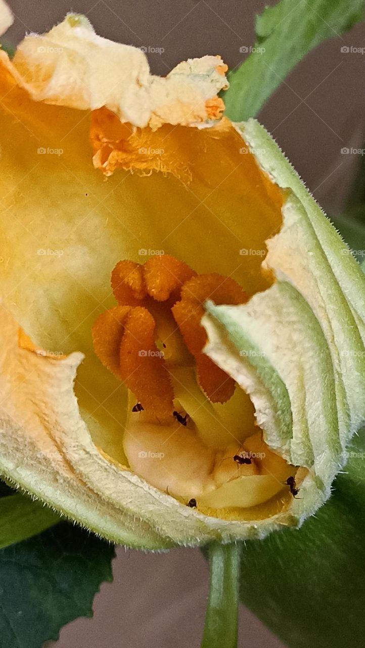 mushy polynomials pumpkin in flower