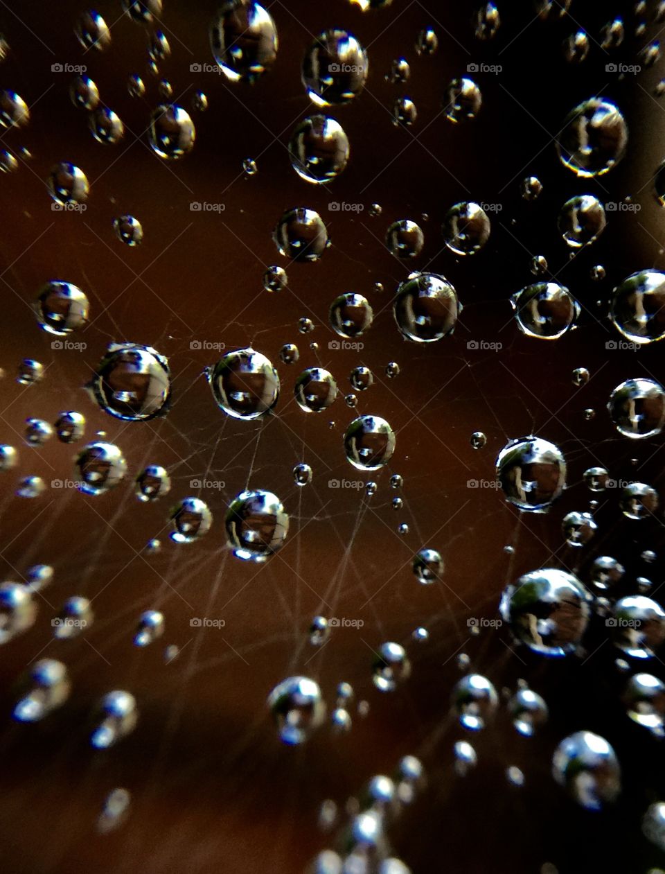 This was also captured after the rain showing its perfect work of art on a spider web