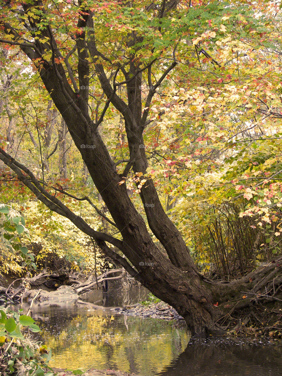 Autumn creek side