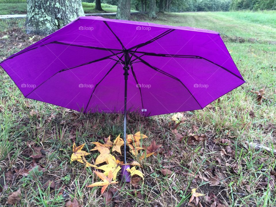 Yellow Leaves Under Purple Umbrella