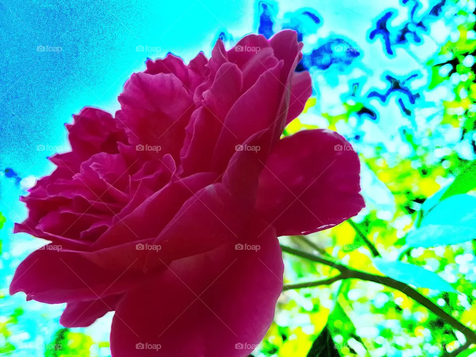 Flower 🌺