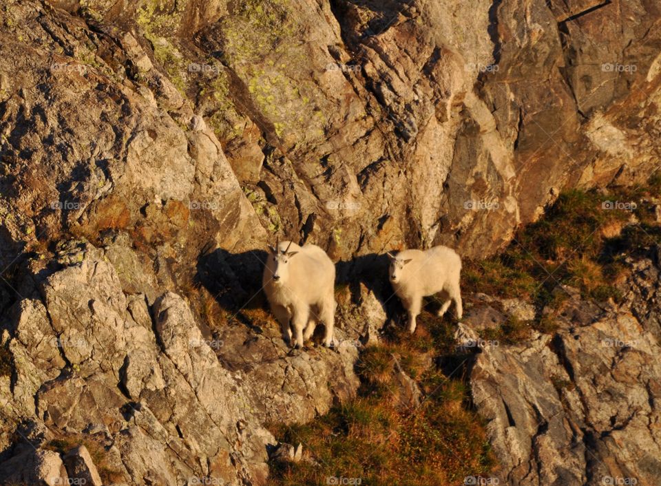 Mountain goat mom and her baby on a summer day on the tundra of a mountain. The background is a mountain and neutral in color. This is during sunrise and alpenglow.