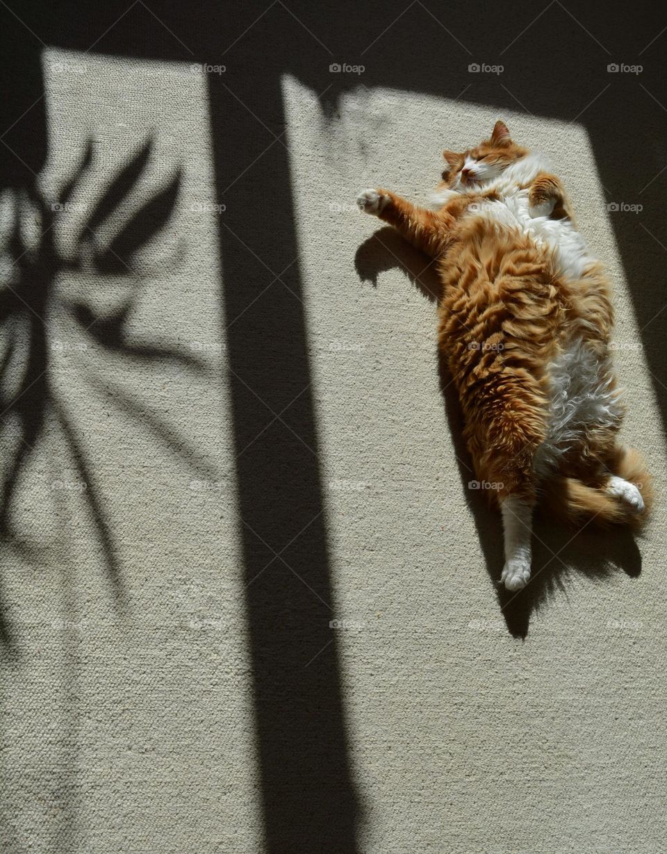 cat funny sleeping and relaxing home in sunlight and shadows sunny day ☀️