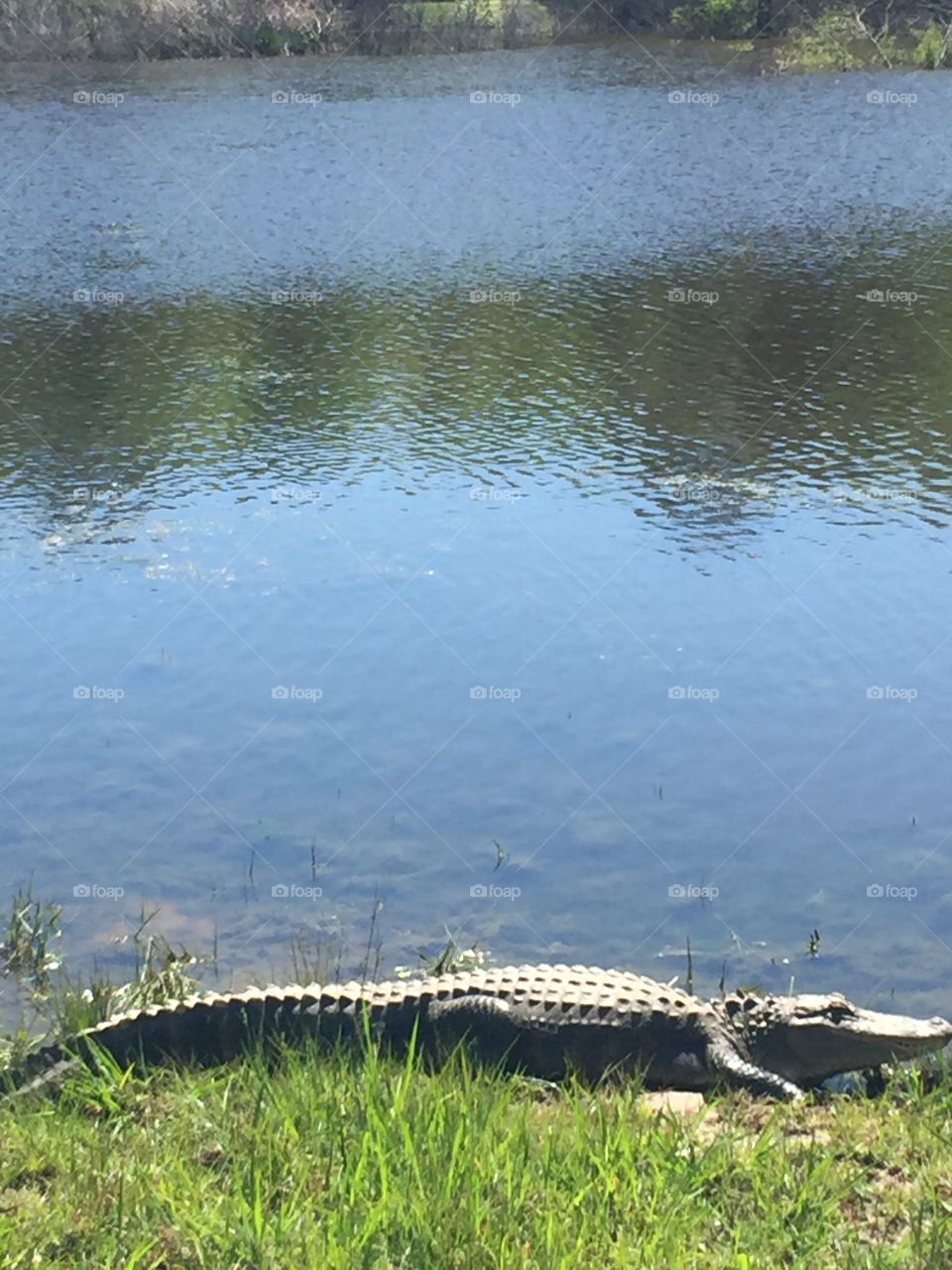 Crocodile at an Alabama Marsh