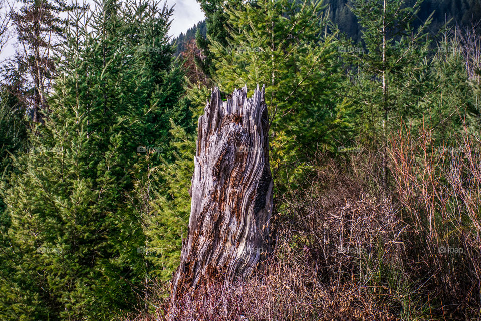 Old burnt stump