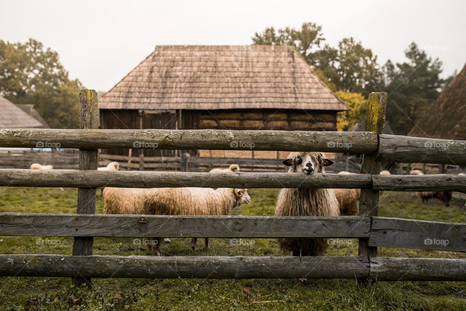 Sheep looking at the camera in the countryside