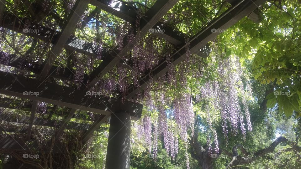 Terrace with hanging wisteria flowers