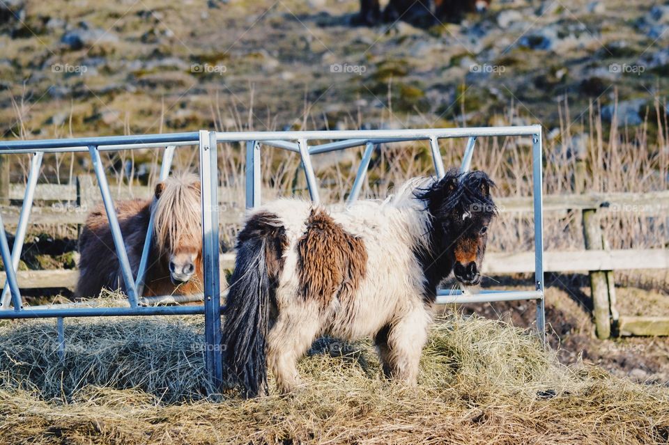 Pony horses feeding 