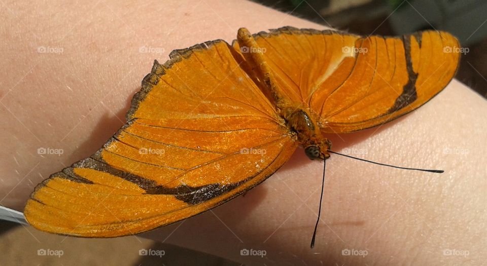 Orange friend. beautiful butterfly that landed on my arm.