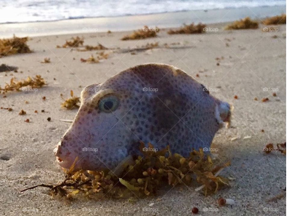 Fish eye. Poor dead fellow, washed up on the sand. Lovely color. 