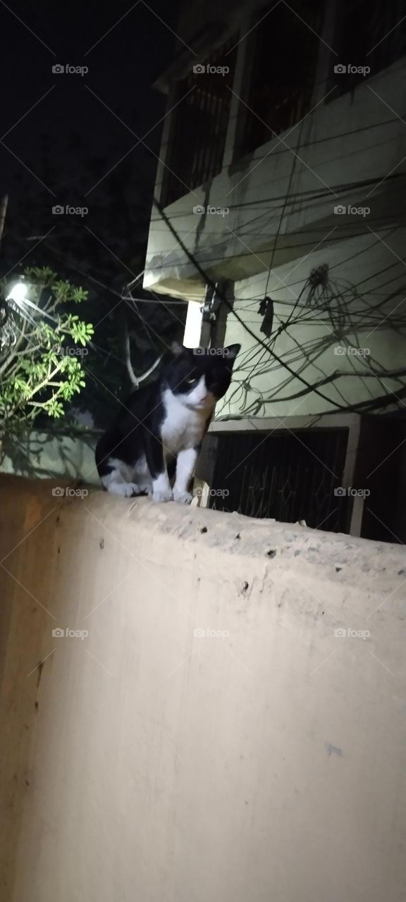 The cat is watching something.