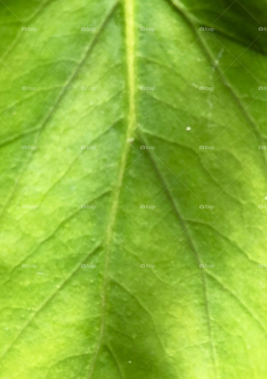 Amazing leaf 1
