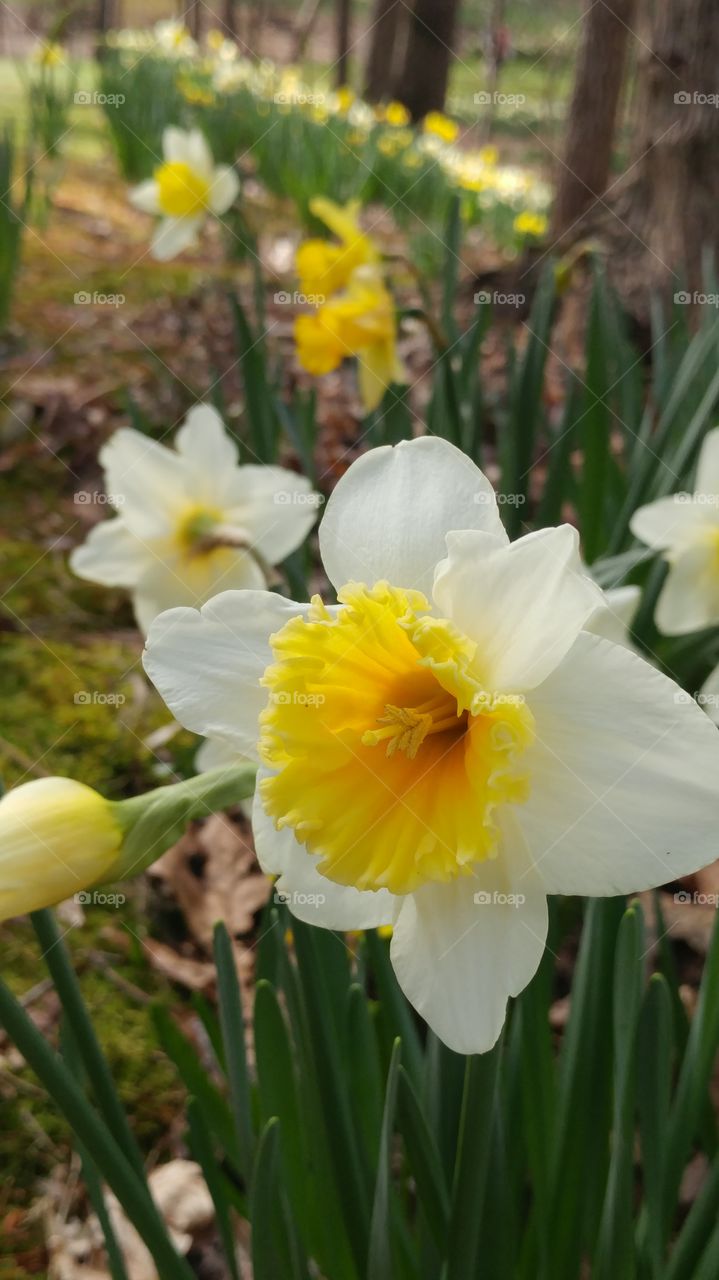 happy daffodils