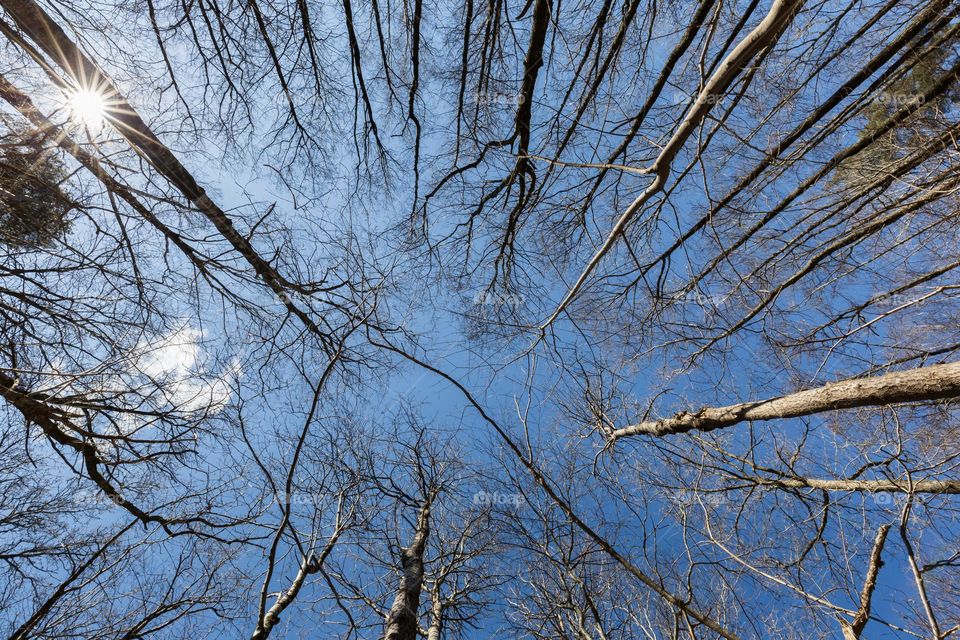 Looking up from the ground to the tree tops in the forest, the sun is shining from a clear blue sky 