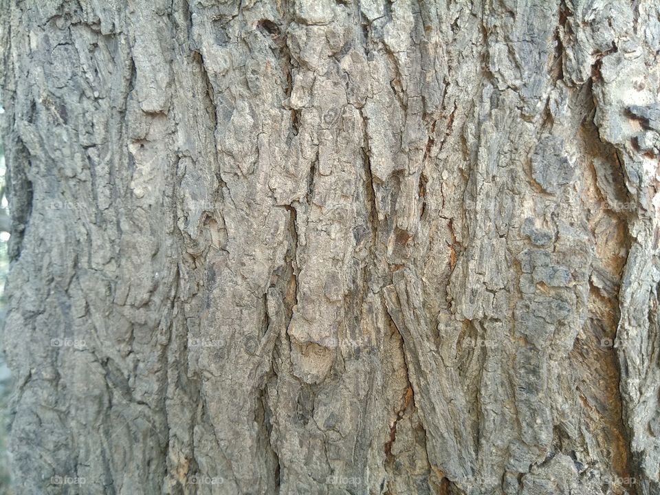 verry nice trees wooden