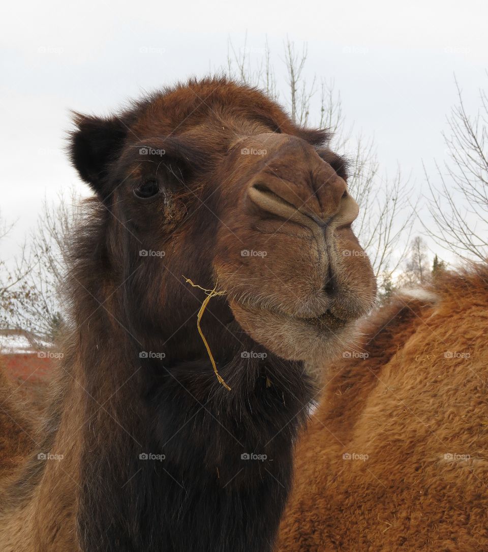 Dromedary Parc Safari 